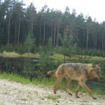 Wölfe am Truppenübungsplatz Grafenwöhr, im Veldensteiner Forst und Umgebung - Situation Januar 2020