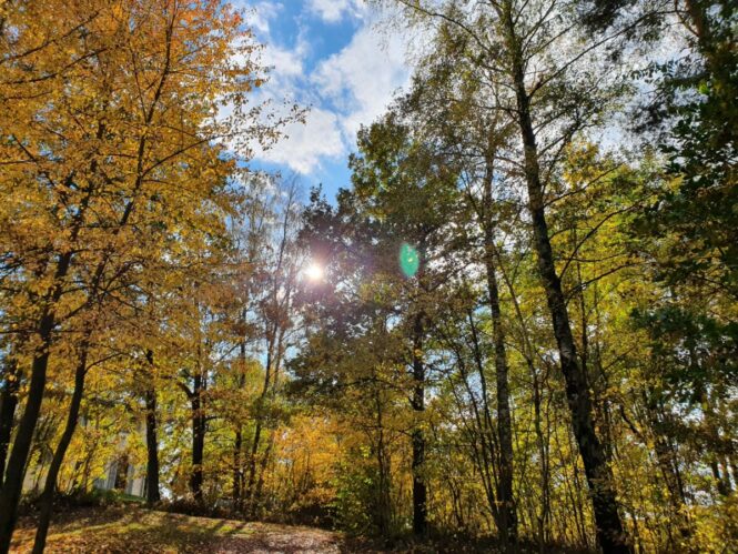 20201024_144858_resized Wald Baum Natur